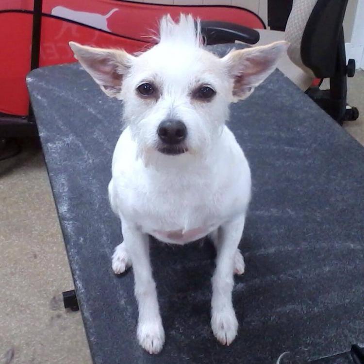 Downtown St Pete Vet Clinic St Petersburg Fl