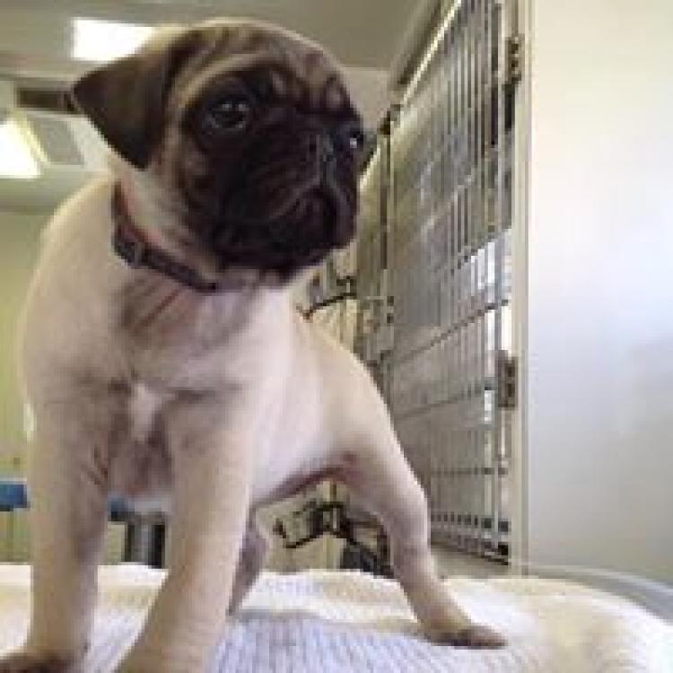 Mobile Animal Health Care Des Moines, IA