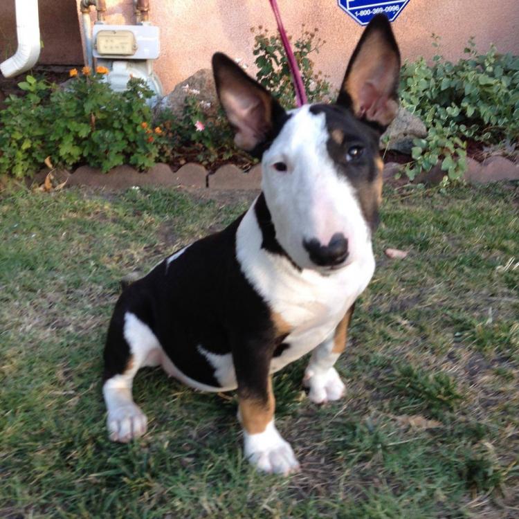 Geisert Animal Hospital Inc Stockton : Cerri Family Feed Stockton