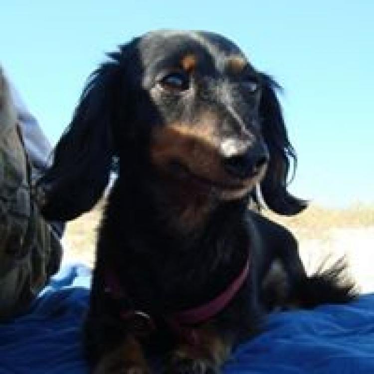 Mobile Animal Health Care Des Moines, IA