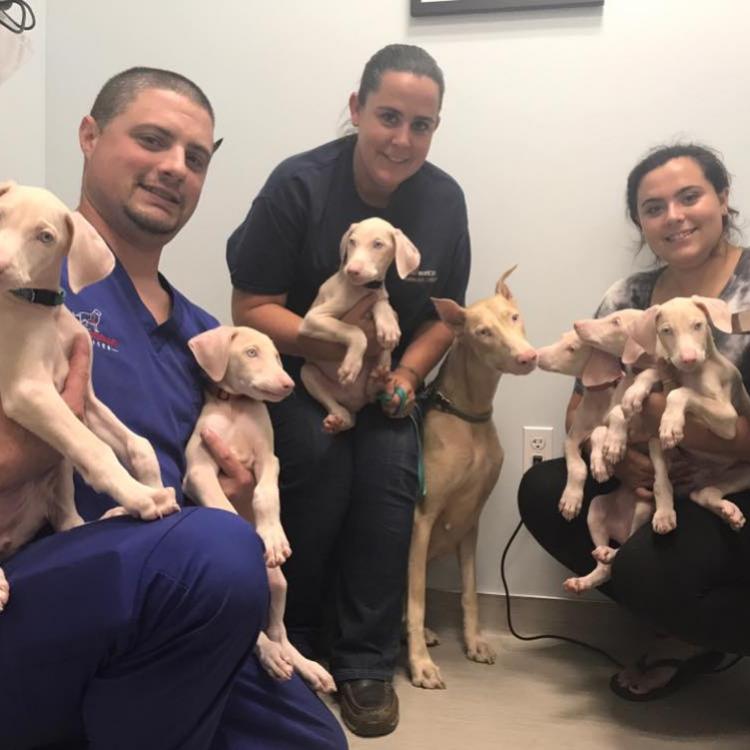 Vitality Veterinary Swansea Swansea, MA