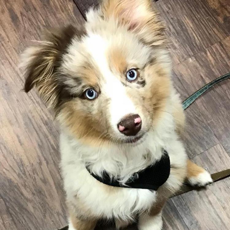 Spay Neuter Clinic of the Carolinas Charlotte, NC