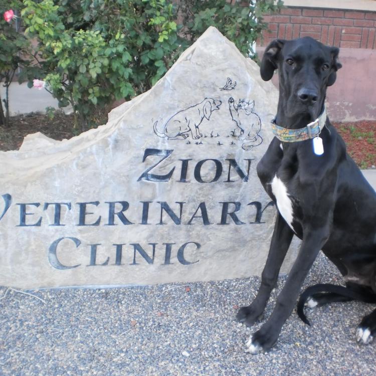 Zion Veterinary Hospital Hurricane, UT
