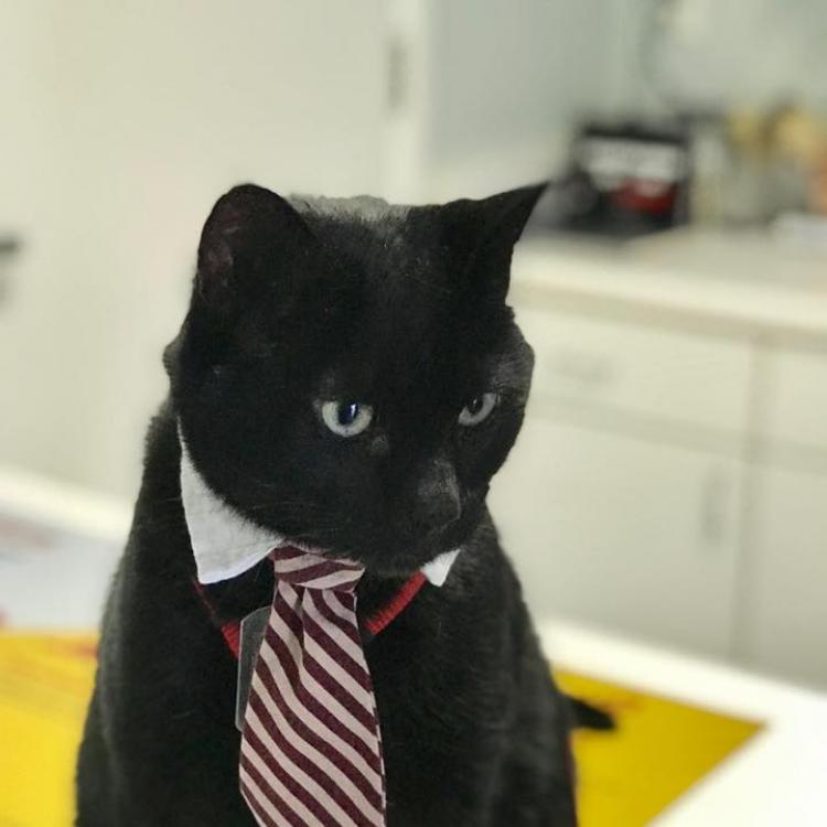 Noah's Ark Veterinary Hospital – Williamsburg, VA