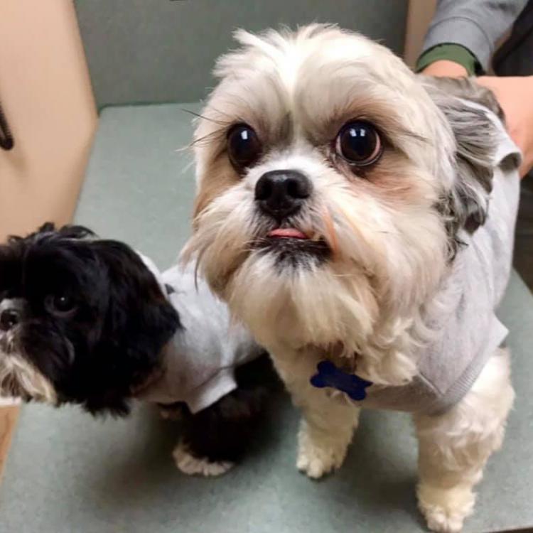 Veterinary Associates Russell Ridge Animal Hospital