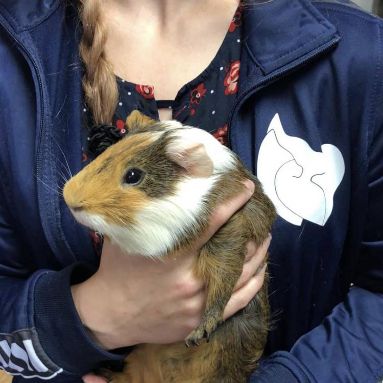 Standiford Veterinary Clinic Modesto, CA