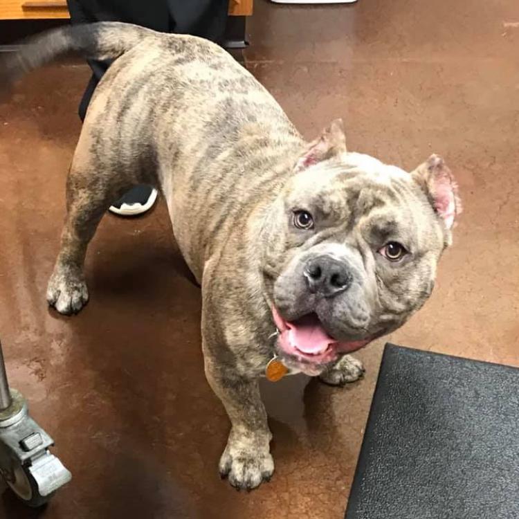 Spay Neuter Clinic of the Carolinas Charlotte, NC