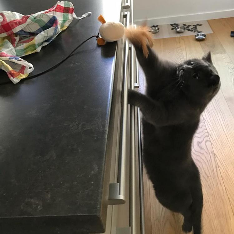 Foxcroft Veterinary Services DoverFoxcroft, ME