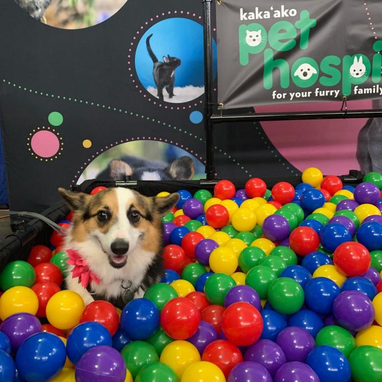 Kaka'ako Pet Hospital Honolulu, HI