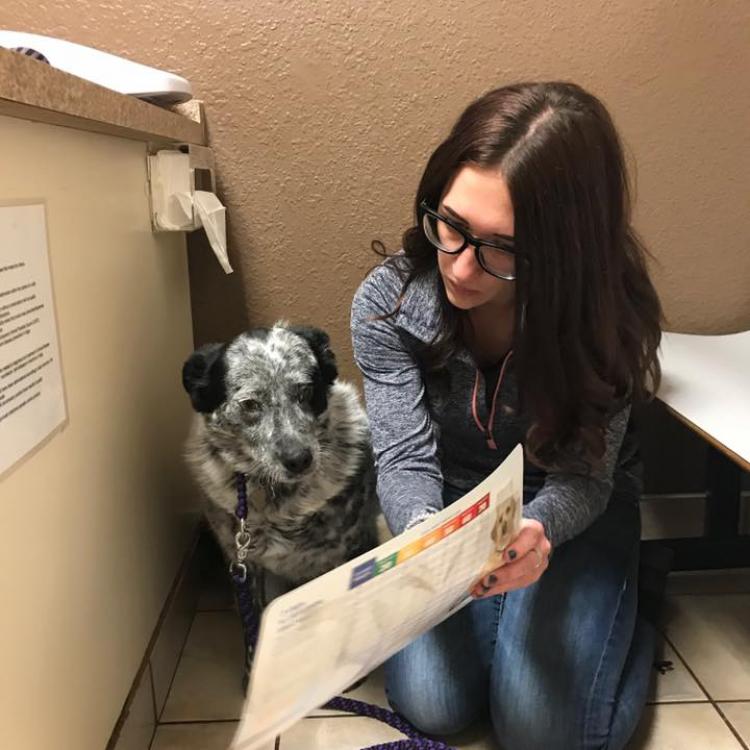 Valley Veterinary Clinic, Pet Lodge & Salon Farmington, NM