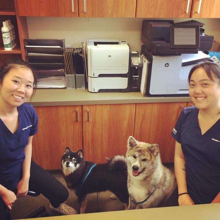 Kaka'ako Pet Hospital Honolulu, HI