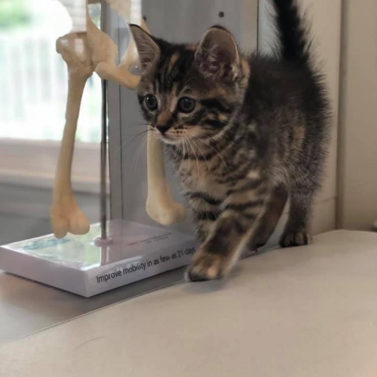 Noah's Ark Veterinary Hospital – Williamsburg, VA