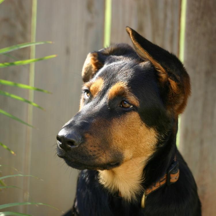 Foxcroft Veterinary Services DoverFoxcroft, ME