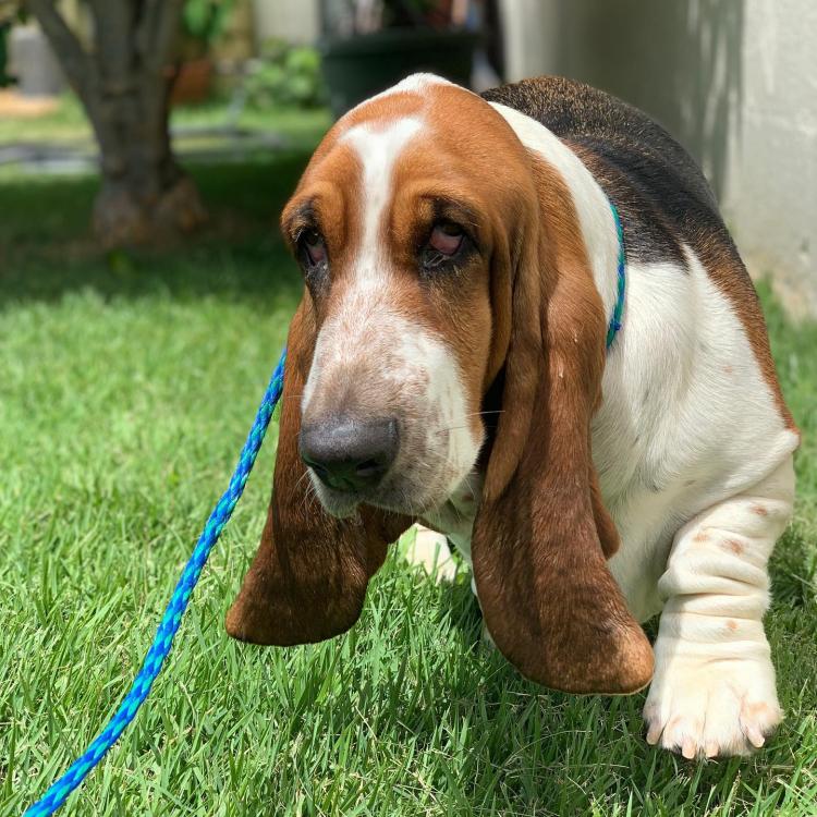 Kaka'ako Pet Hospital Honolulu, HI