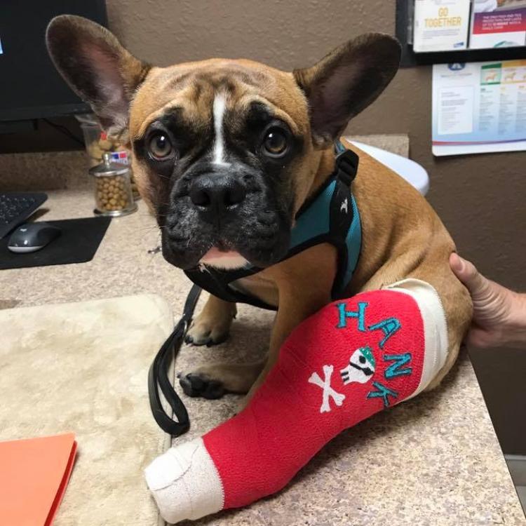 Valley Veterinary Clinic, Pet Lodge & Salon Farmington, NM