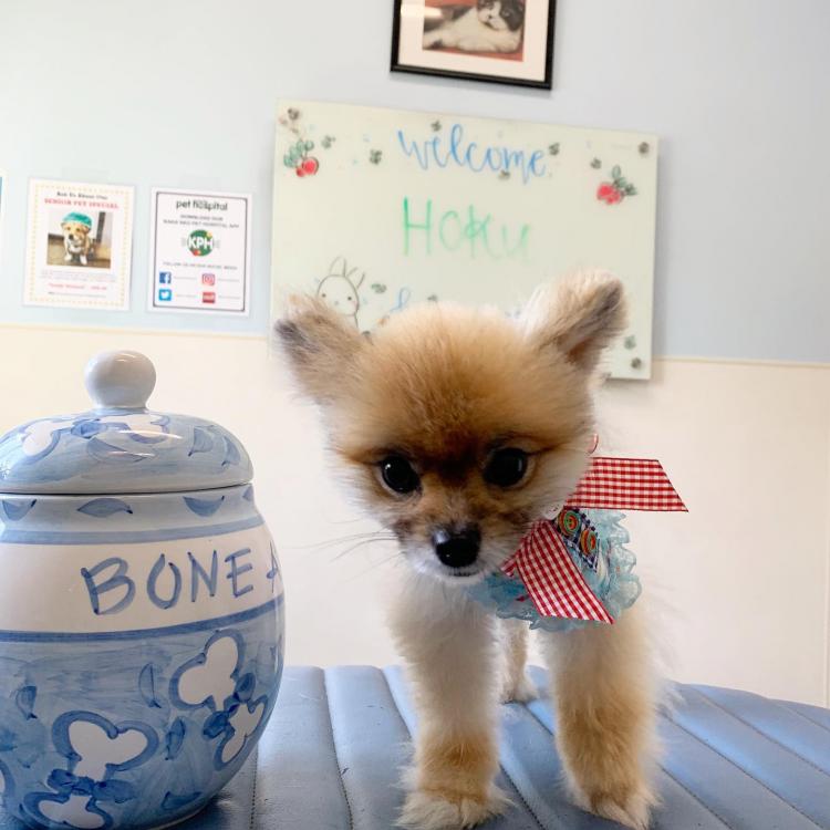 Kaka'ako Pet Hospital Honolulu, HI