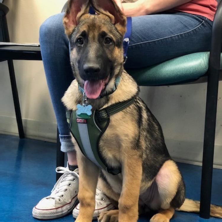 Island Pet Hospital - Las Vegas, NV