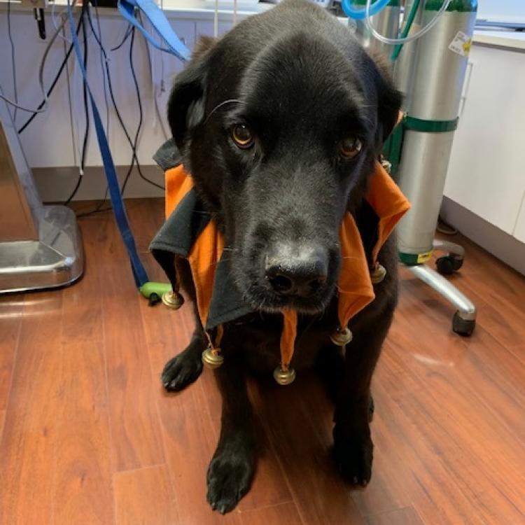 Zion Veterinary Hospital Hurricane, UT