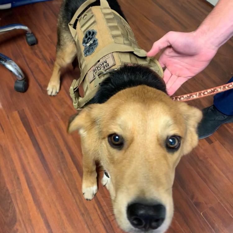 Zion Veterinary Hospital Hurricane, UT