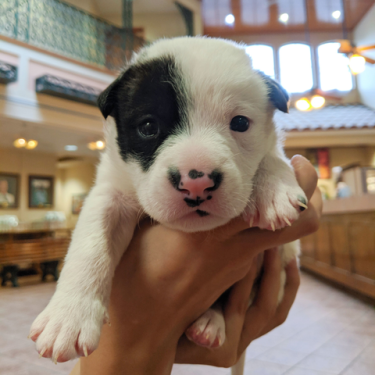Metairie Small Animal Hospital Main Hospital Metairie, LA