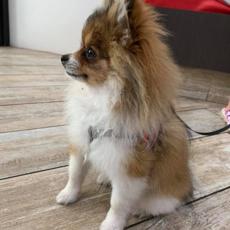 Downtown St Pete Vet Clinic St Petersburg Fl