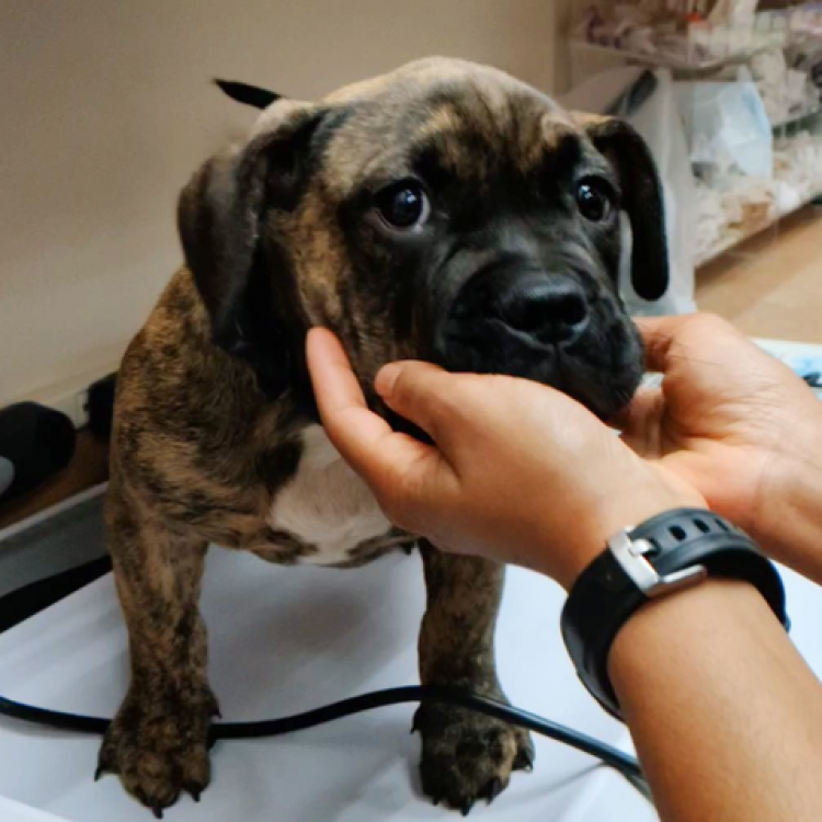 Metairie Small Animal Hospital Freret Clinic