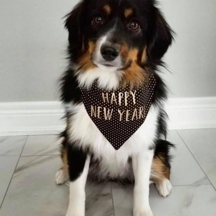 Valley Veterinary Clinic, Pet Lodge & Salon Farmington, NM