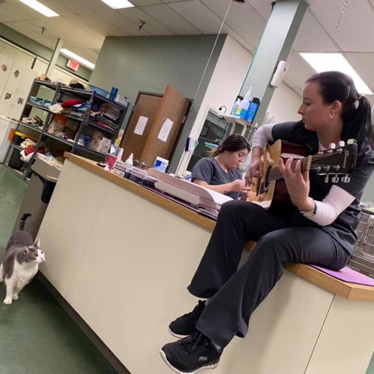 Arrow Dog & Cat Hospital - Montclair, CA