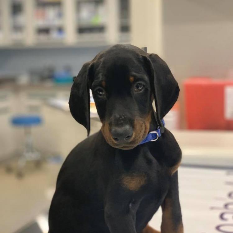 Noah's Ark Veterinary Hospital – Williamsburg, VA