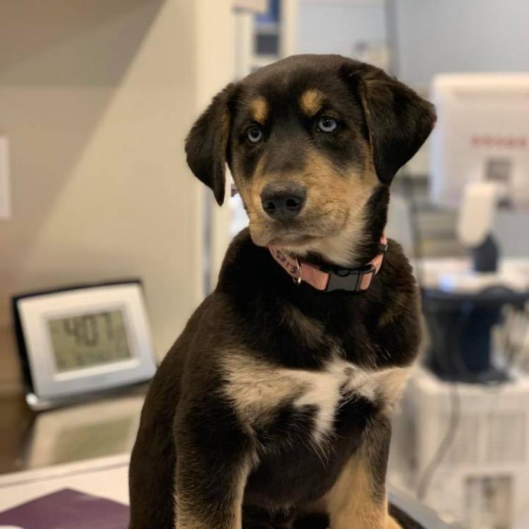 Noah's Ark Veterinary Hospital Williamsburg, VA