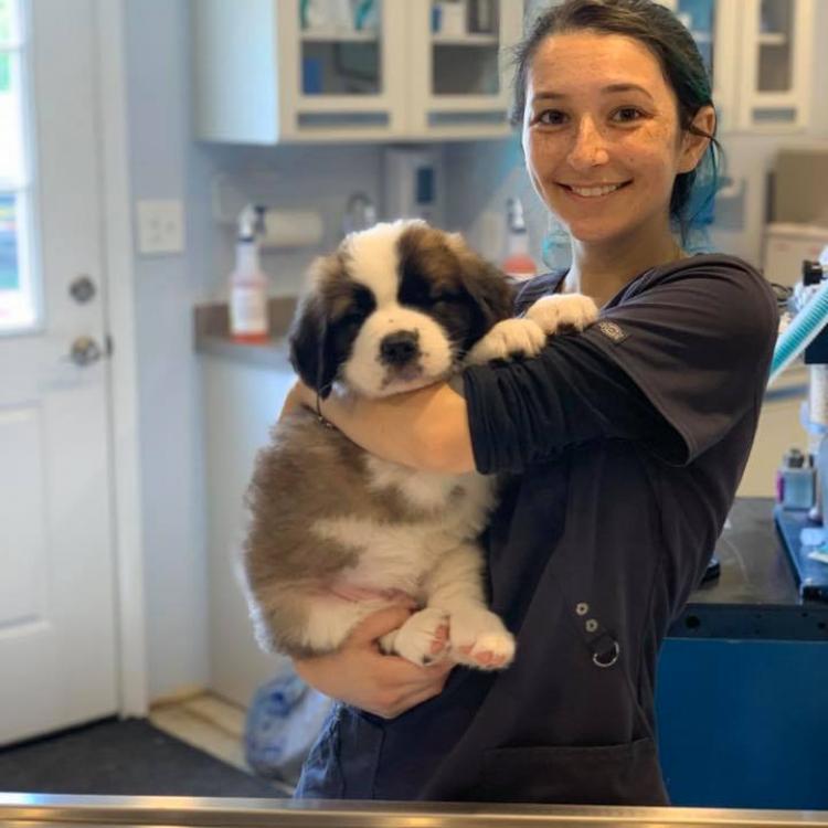 Noah's Ark Veterinary Hospital – Williamsburg, VA