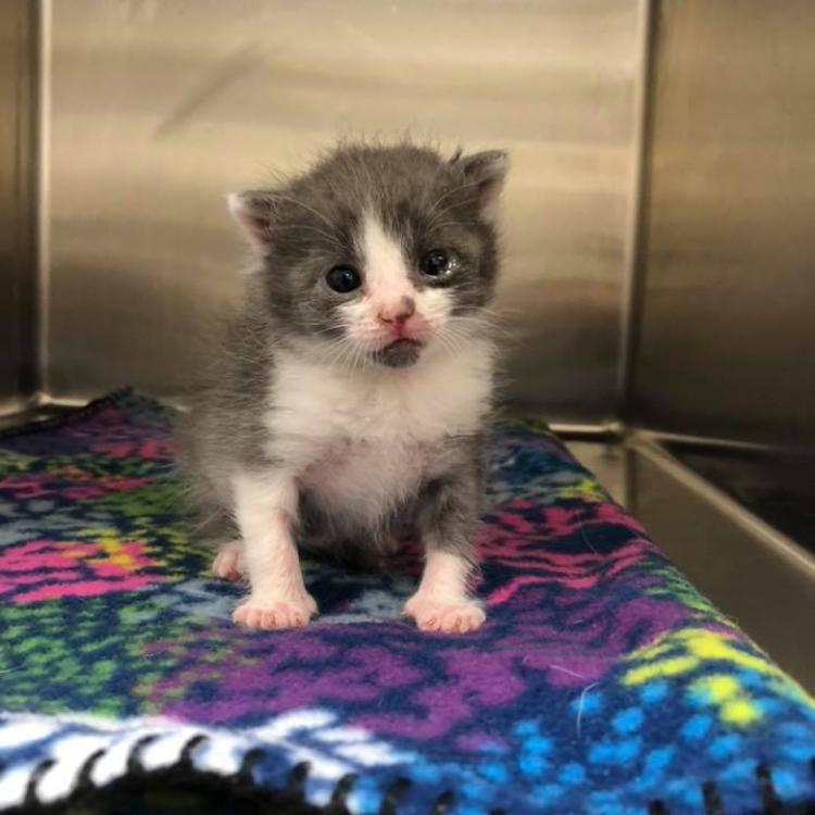 Central Valley Veterinary Clinic Chowchilla, CA