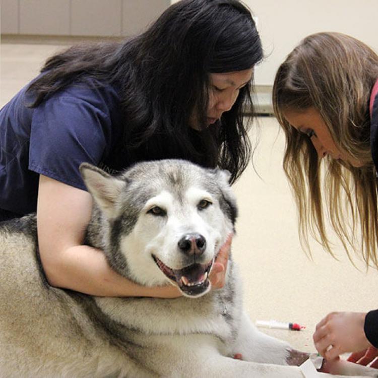 Conejo Valley Veterinary Hospital Thousand Oaks, CA