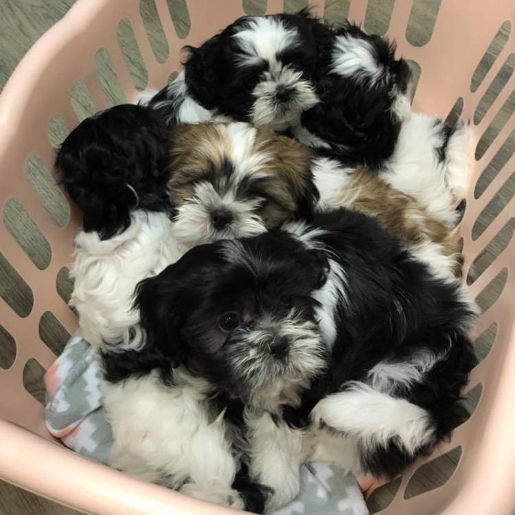 Crawford Animal Hospital – Greenfield, WI Crawford Animal Hospital – Greenfield, WI