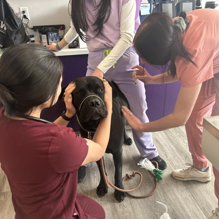 practice gallery photo