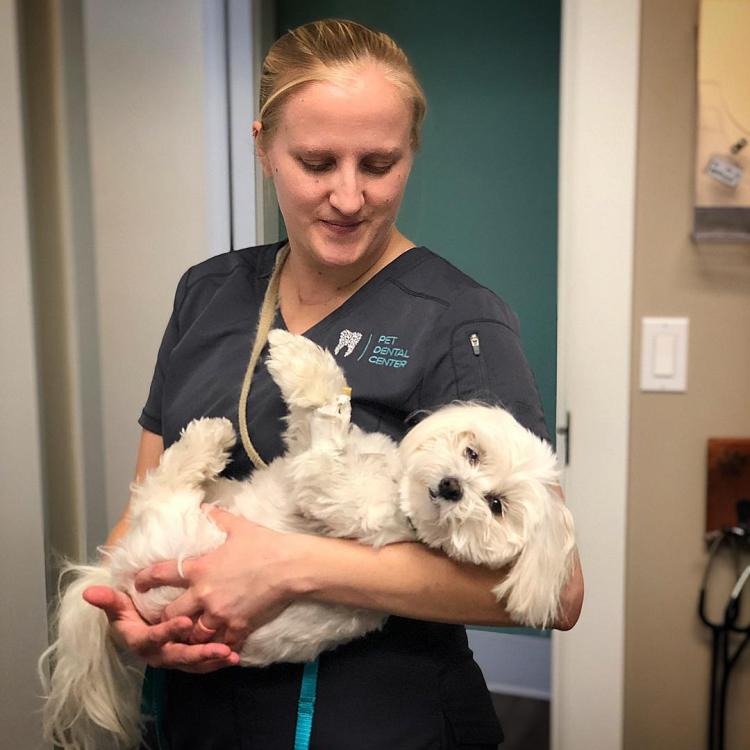 Pet Dental Center Estero, FL