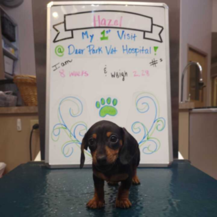 practice gallery photo