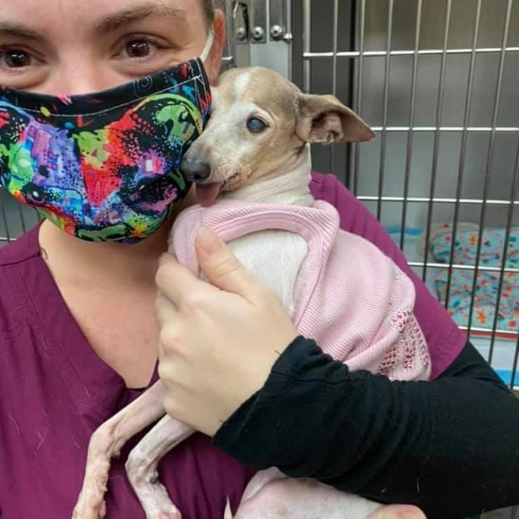 Grand Central Veterinary Hospital Saint Petersburg, FL