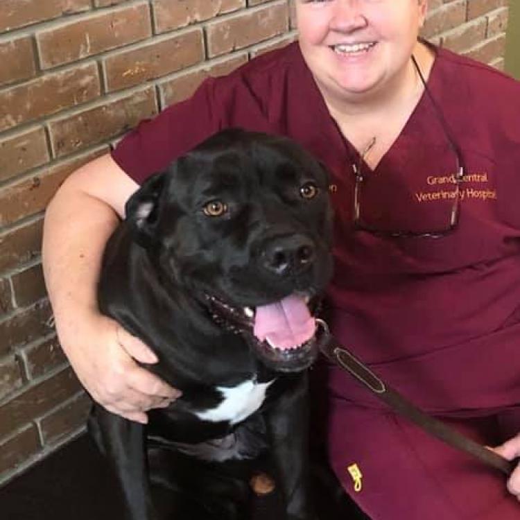 Grand Central Veterinary Hospital Saint Petersburg, FL