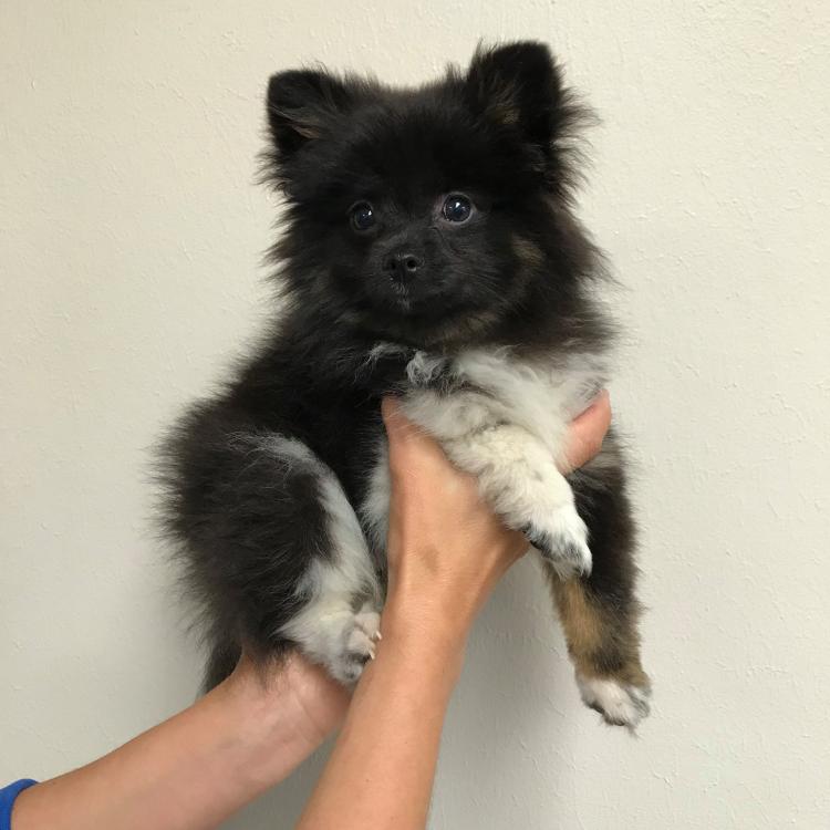 Animal Hospital Of Ashwaubenon Green Bay Wi