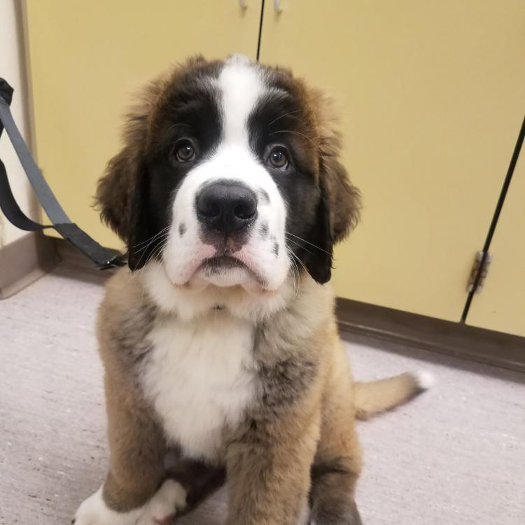 Animal Hospital Of Ashwaubenon Green Bay Wi