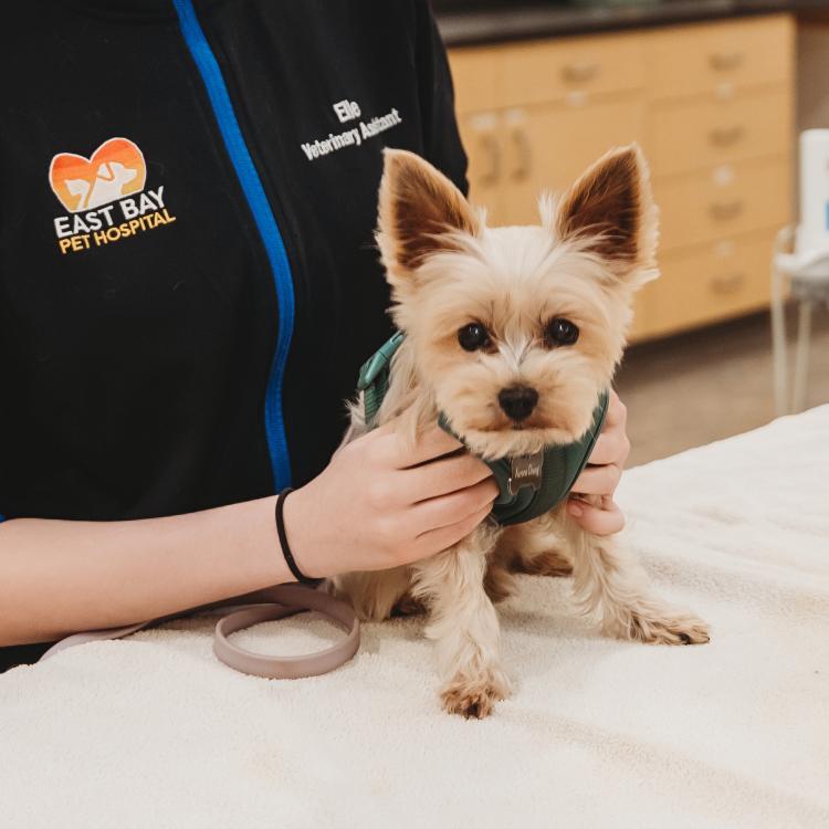 practice gallery photo