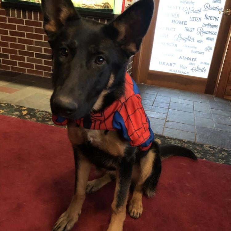 Animal Hospital of Dauphin County – Harrisburg, PA Animal Hospital of Dauphin County – Harrisburg, PA