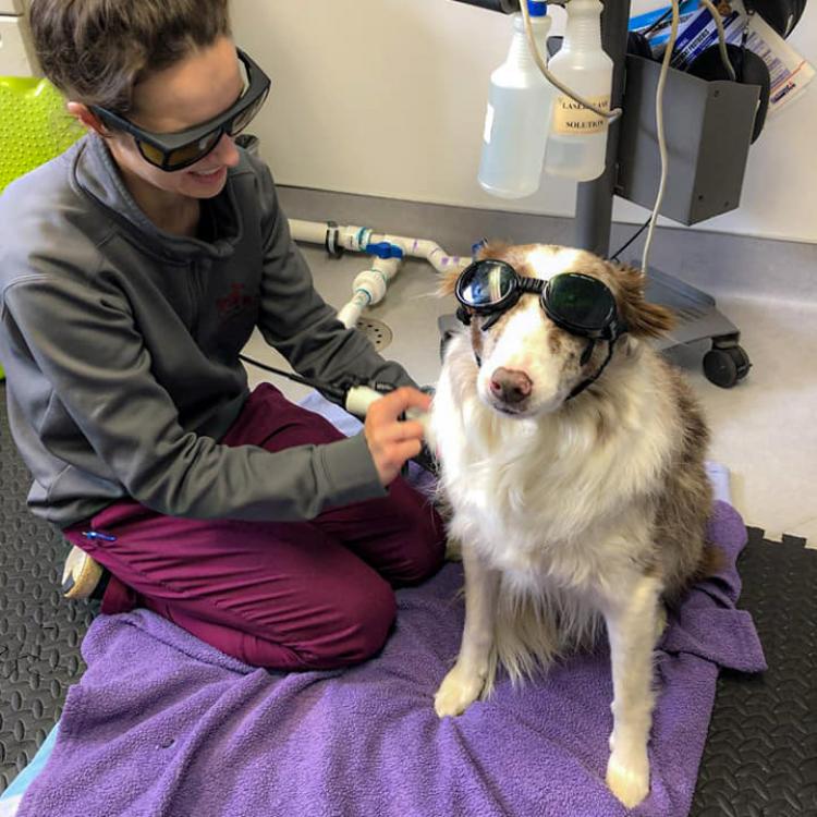 veterinary hospitals in harrisburg pa