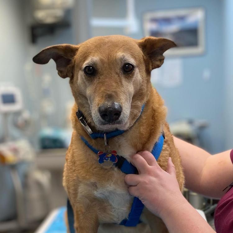 Monon Animal Hospital – Indianapolis, IN Monon Animal Hospital – Indianapolis, IN