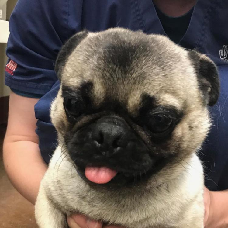 Ingleside Animal Hospital Phoenix, AZ