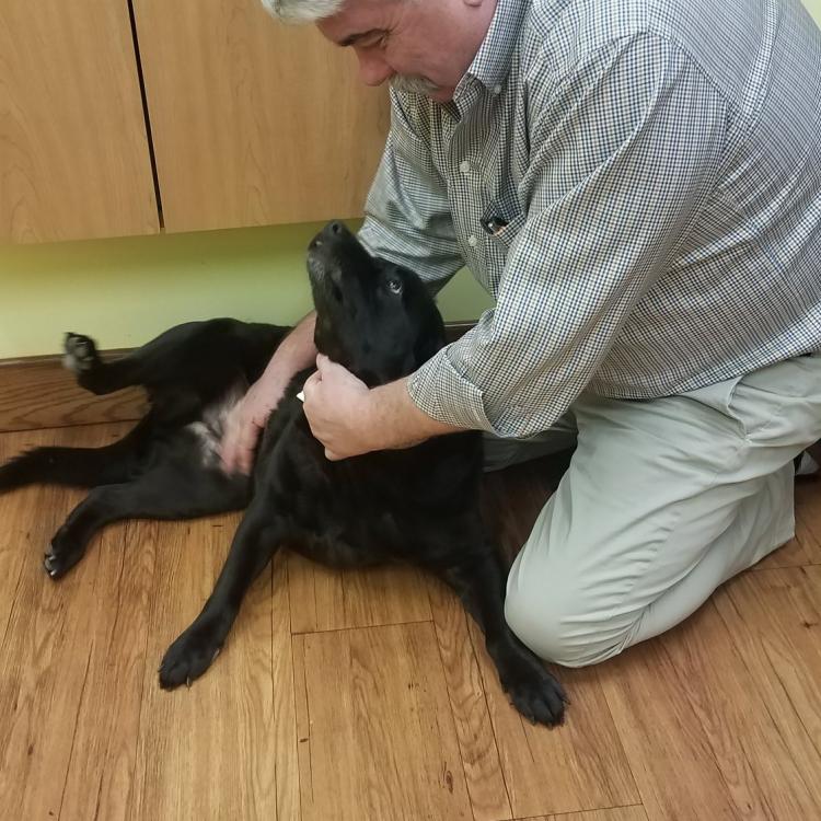 Kings Trail Animal Hospital – Jacksonville, FL Kings Trail Animal Hospital – Jacksonville, FL