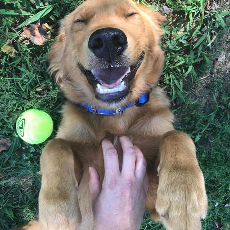 Lafayette Animal Clinic LaFayette, GA