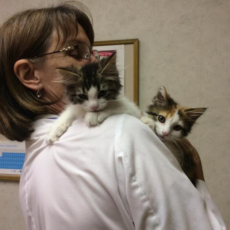 Capitaland Animal Hospital – Latham, NY Capitaland Animal Hospital – Latham, NY