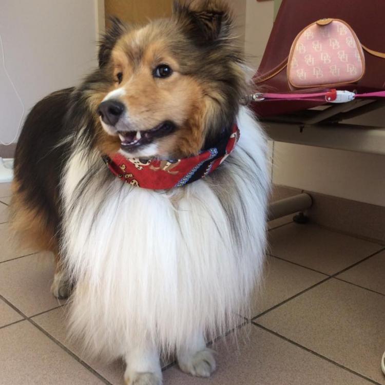 Capitaland Animal Hospital – Latham, NY Capitaland Animal Hospital – Latham, NY